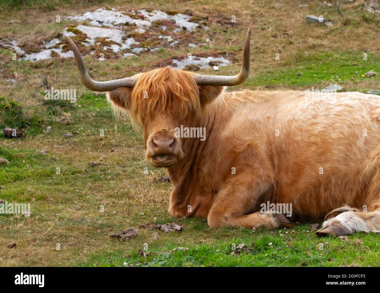 Eine traditionelle Rasse von Hausrindern aus Schottland, die Highland Rinder wurde für seine Widerstandsfähigkeit und sein Rindfleisch gezüchtet. Sie steigen für die Hamitic Longhorn Stockfoto