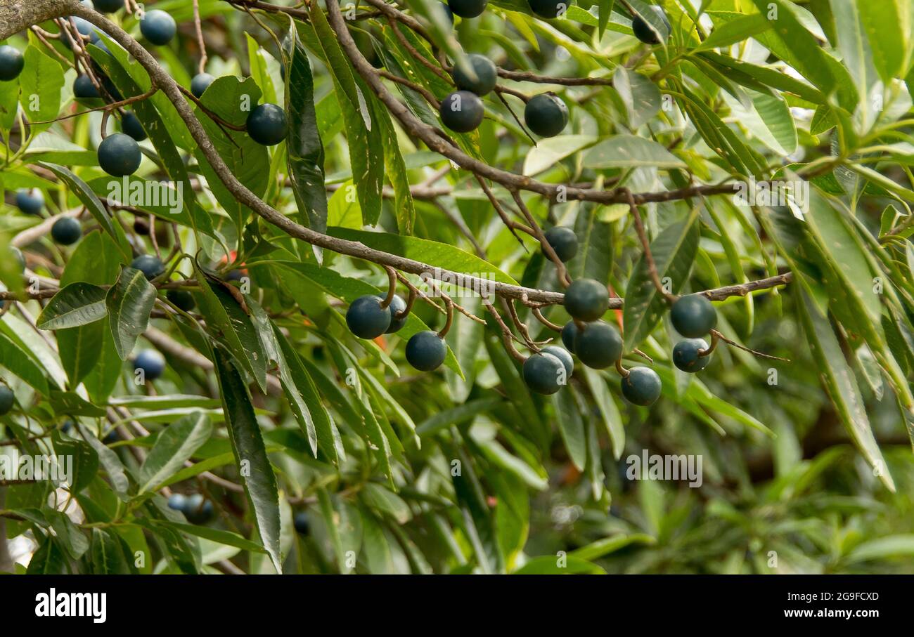 Mehrere blaue Quandong-Früchte (Elaeocarpus angustifolius), die am Baum reifen, subtropischer Regenwald, Queensland, Australien. Stockfoto