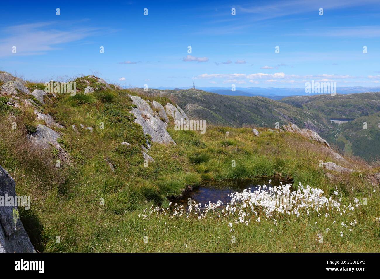 Baumwollgras Pflanzenarten in Norwegen. Gewöhnliches Baumwollgras (Eriophorum angustifolium) am Ulriken bei Bergen. Stockfoto