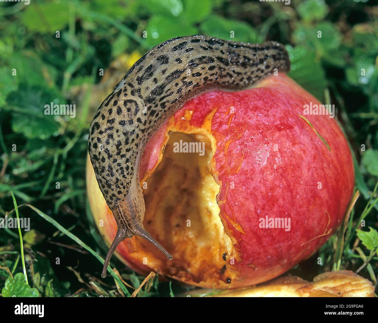 Große graue Schnecke, Leopard Schnecke (LiMax maximus), Fütterung von einem  reifen Apfel. Deutschland Stockfotografie - Alamy