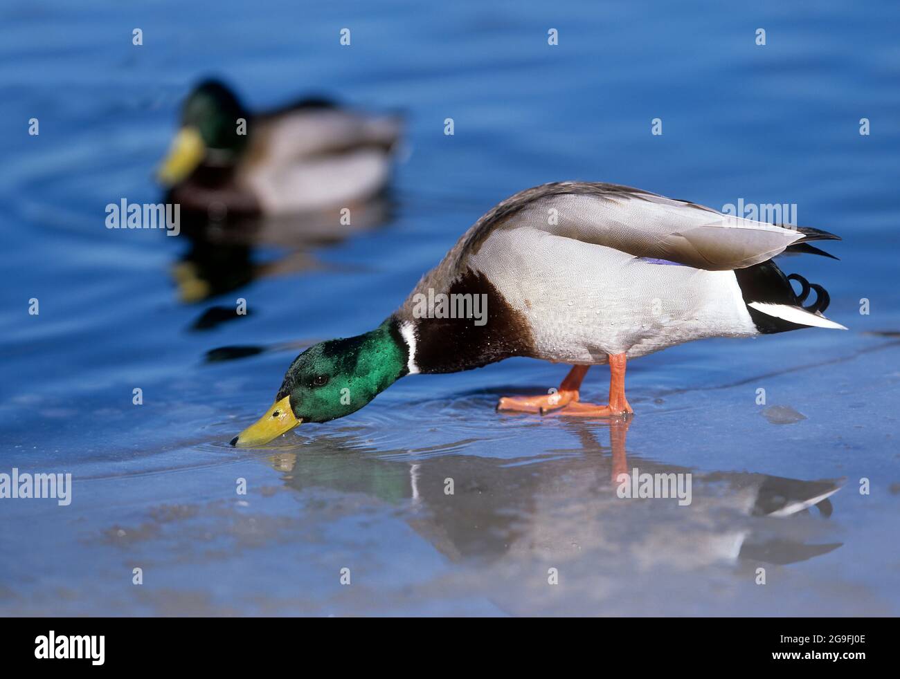 Mallard (Anas platyrhinchos). Ein drake steht an einem eisigen Ufer und trinkt. Deutschland Stockfoto