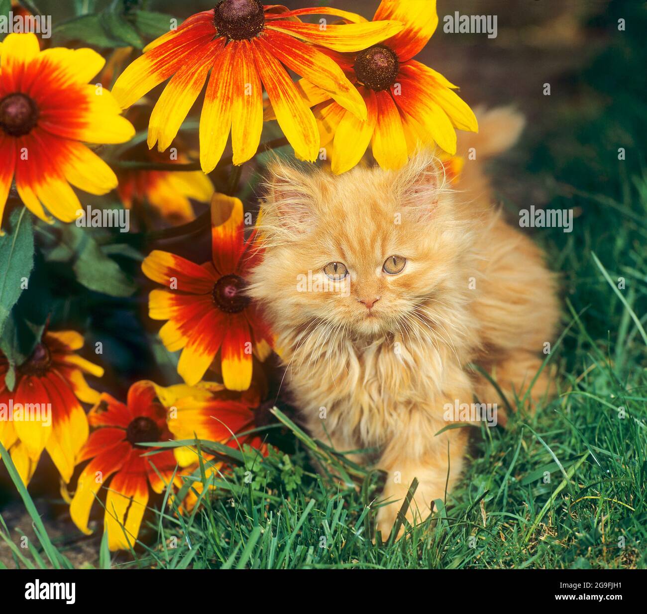 Persische Katze. Kätzchen in einem Garten, neben den Blumen der Yellow Oxeye Daisy. Deutschland Stockfoto