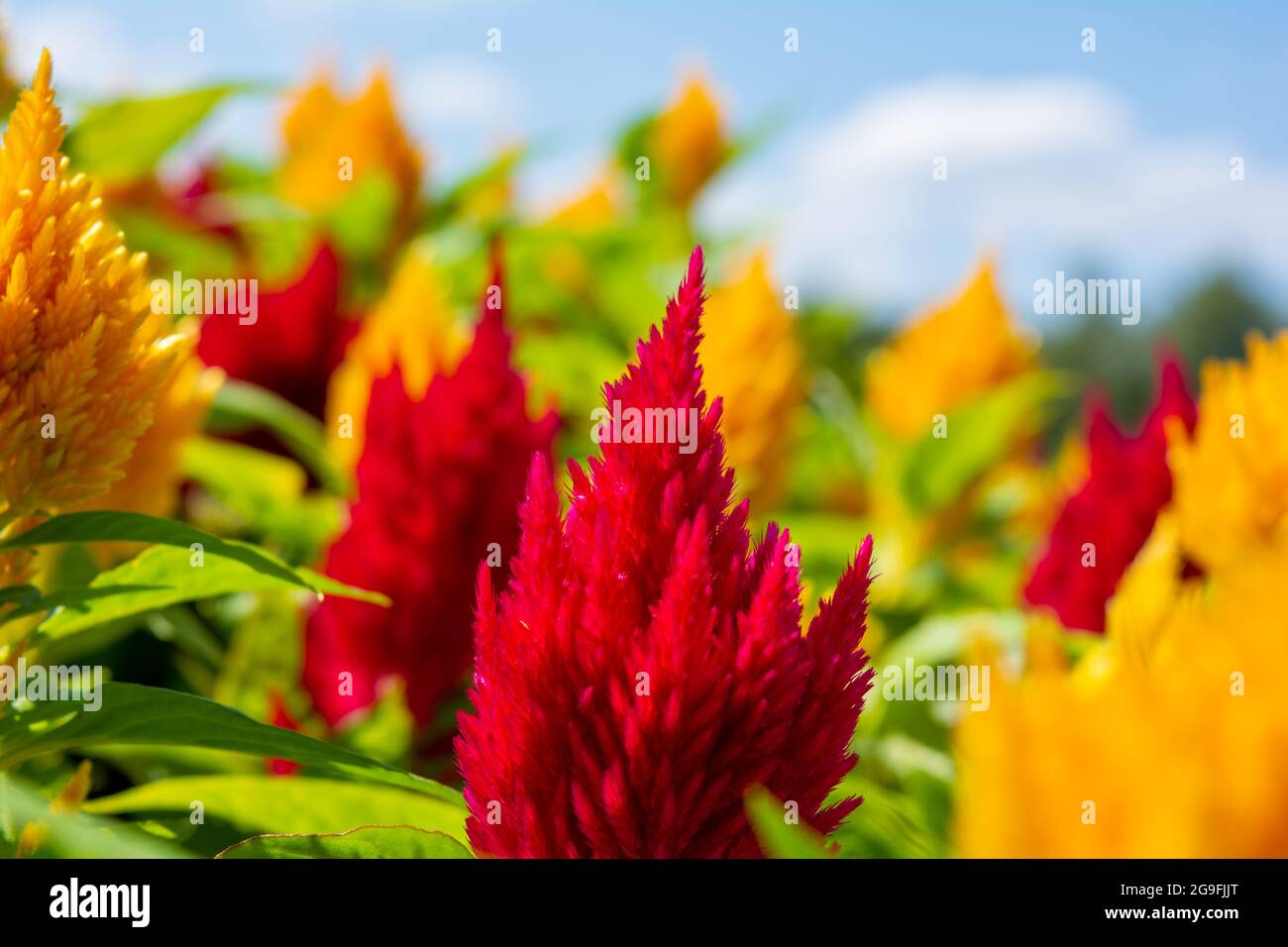 Aufgesenkter Hahnenkamm blüht Celosia. Plumosa Blume von Celosia