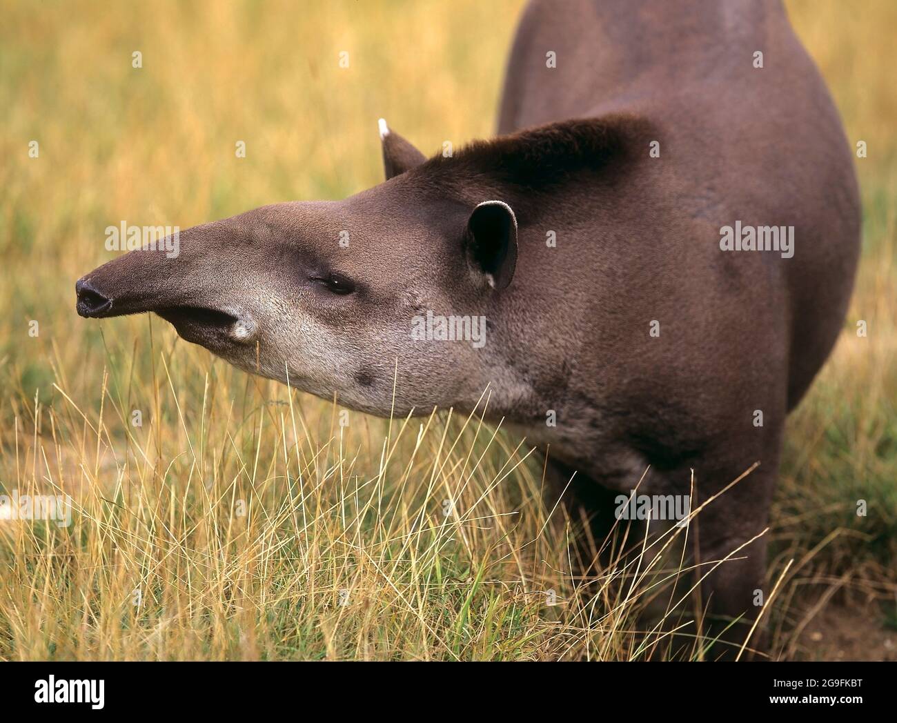 Brasilianischer Tapir, Lowland Tapir (Tapirus terrestris), Porträt eines Erwachsenen, schnüffelnd Stockfoto