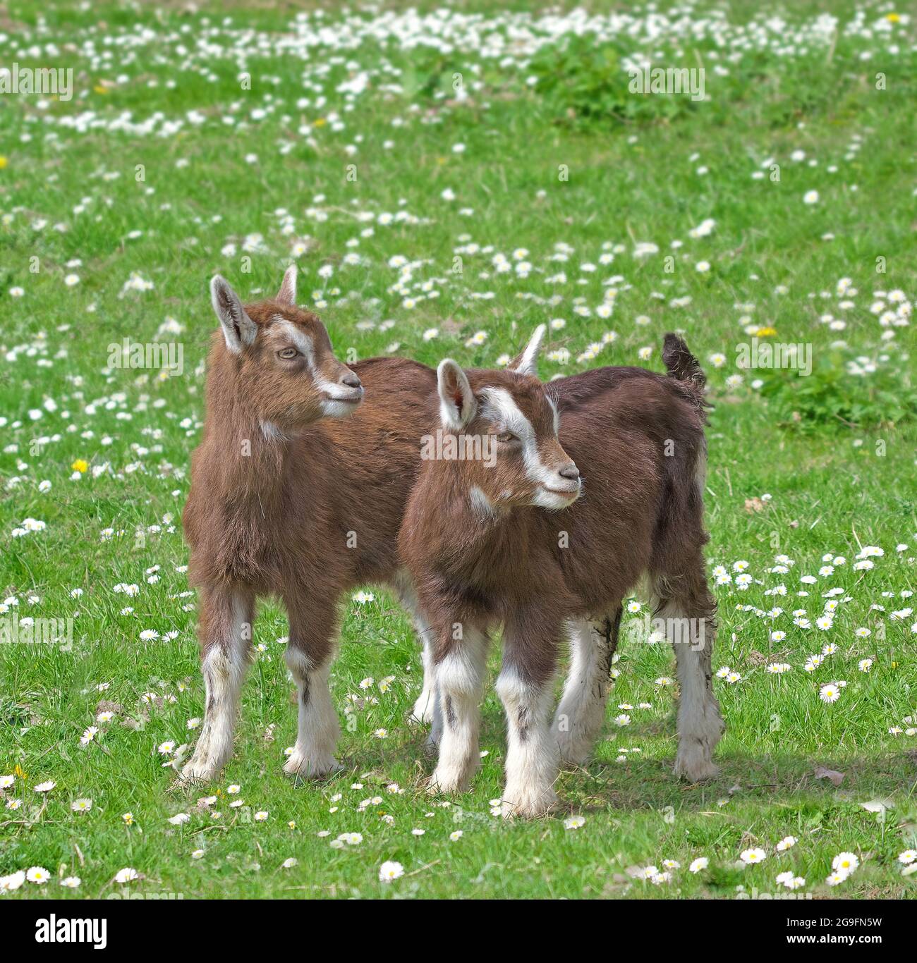Junge Thüringer Ziegen (Capra aegagrus hircus) stehen auf einer Weide mit blühenden Gänseblümchen. Deutschland Stockfoto