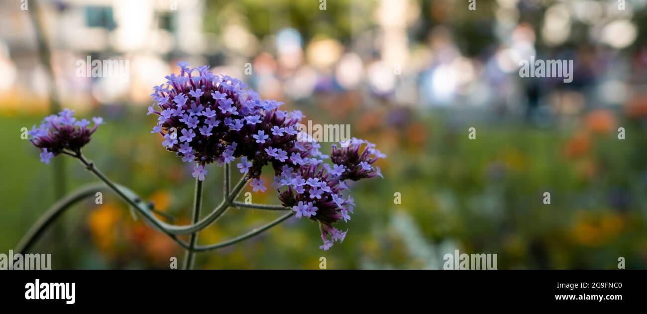 Feld des Kosmos Blume Bunte Sommer Wiese Stockfoto