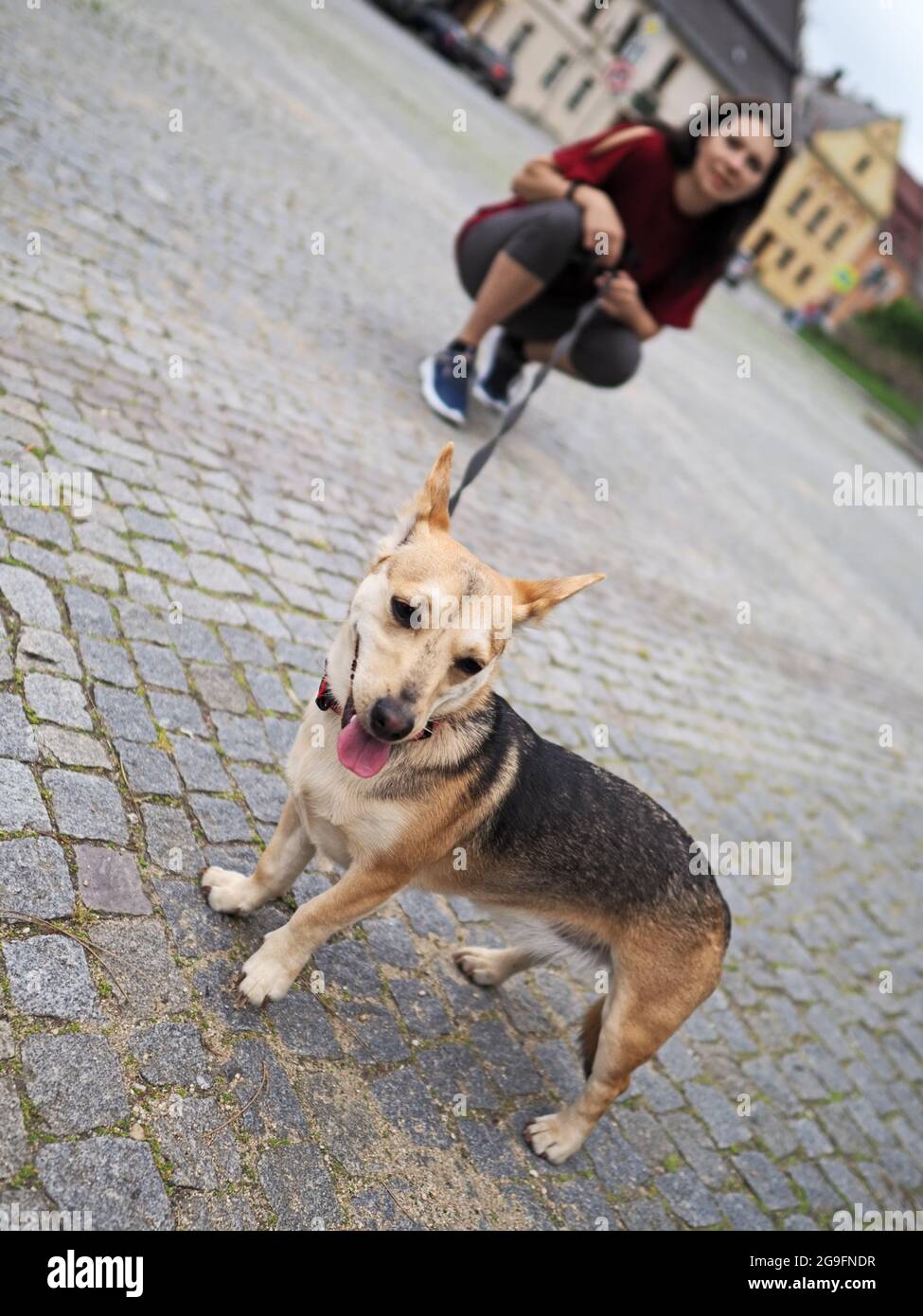 Erwachsene nette Frau läuft den kleinen Hund auf dem Stadtplatz Stockfoto