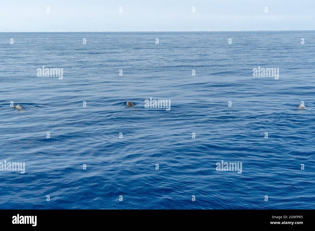 Delfin Name Cuvier Wal ultra selten Mutter und Baby Kalb zu sehen Stockfoto