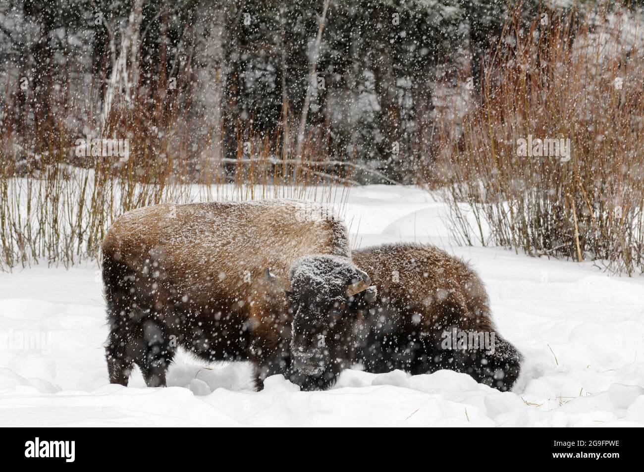 Bison in einem Schneesturm in Yellowstone Stockfoto