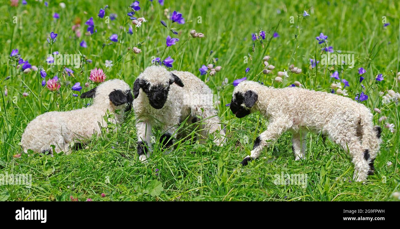 Valais Blacknose Schafe. Drei Lämmer im Frühjahr auf der Almwiese. Schweiz  Stockfotografie - Alamy