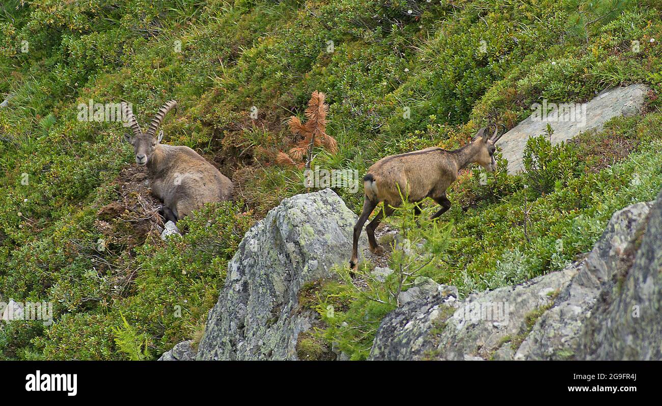 Begegnung in den hohen Bergen: Gämsen (Rupicapra rupicapra) und Steinbock (Capra ibex). Wallis, Schweiz Stockfoto