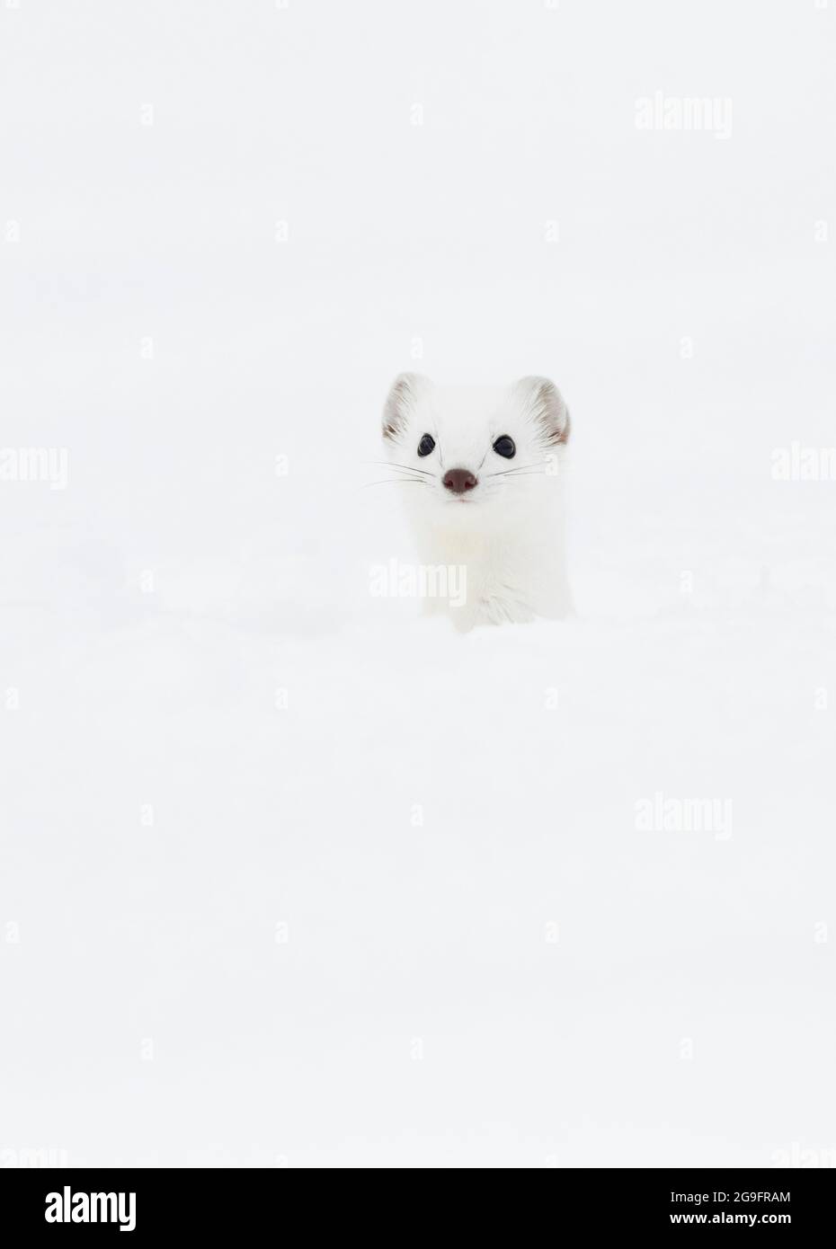 Hermine, Stoat (Mustela erminea). Erwachsene in winterlicher Farbgebung im Schnee. Schweiz Stockfoto