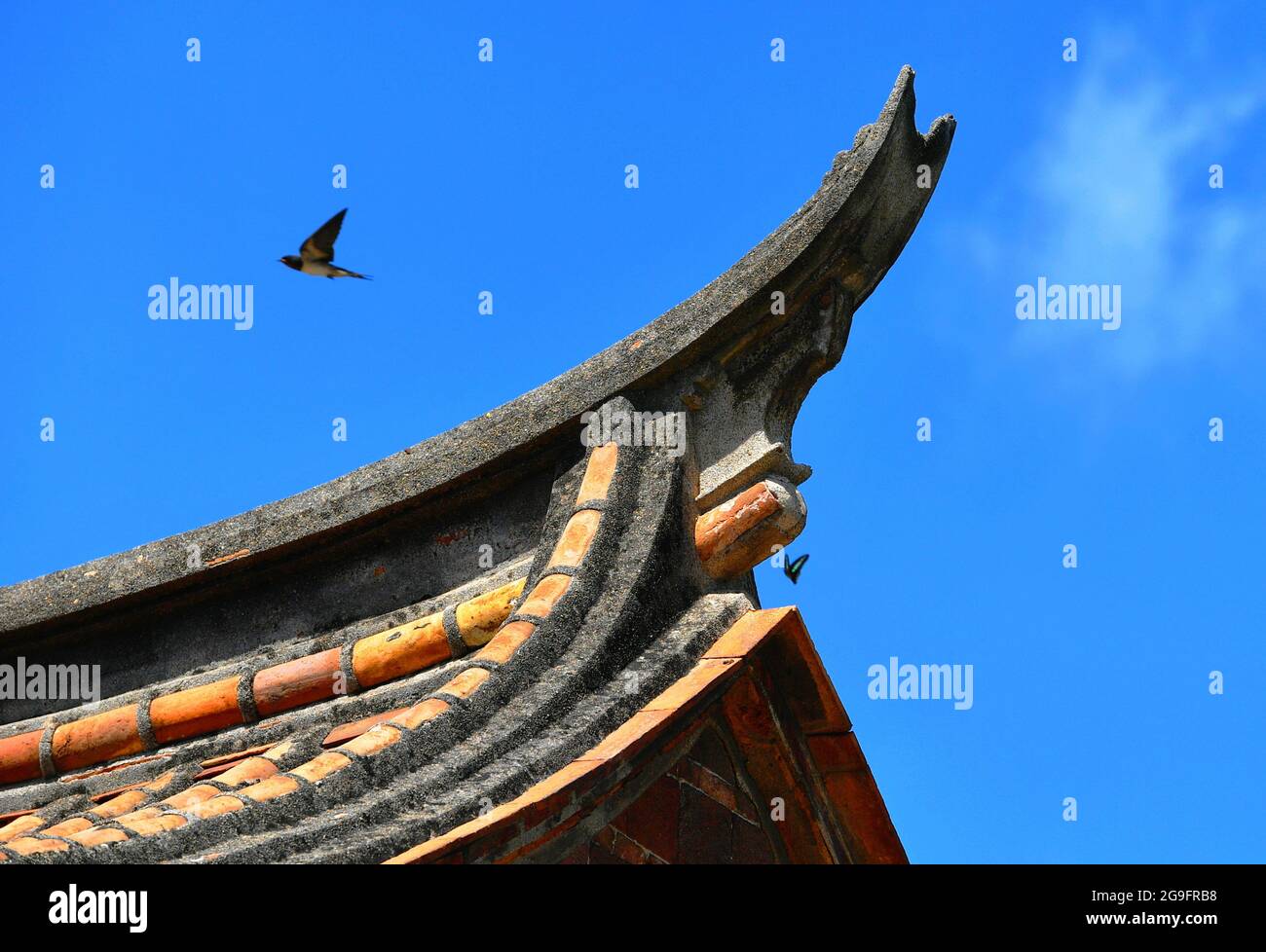 (210726) -- QUANZHOU, 26. Juli 2021 (Xinhua) -- EINE Schwalbe und ein Schmetterling fliegen um einen Dachrücken in Quanzhou, südöstlich der Provinz Fujian in China, 8. Juli 2021. Quanzhou liegt an der Südostküste der chinesischen Provinz Fujian. In den Dynastien Song (960-1279) und Yuan (1271-1368) war Quanzhou als "der größte Hafen im Osten" bekannt. Mit zahlreichen Handelsschiffen aus dem Osten und Westen, die Tag und Nacht kommen und gehen, wurde der Wohlstand der Stadt in vielen historischen Materialien und "die Reisen von Marco Polo" lebhaft aufgezeichnet, die die Reise des italienischen Entdeckers zur EAS erzählt Stockfoto