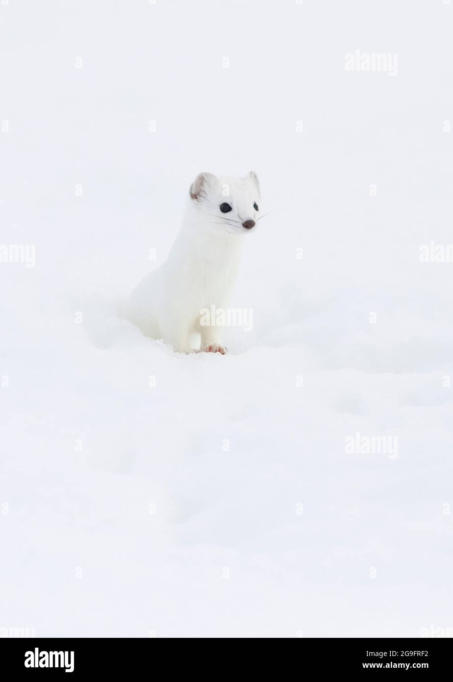 Hermine, Stoat (Mustela erminea). Erwachsene in winterlicher Farbgebung im Schnee. Schweiz Stockfoto