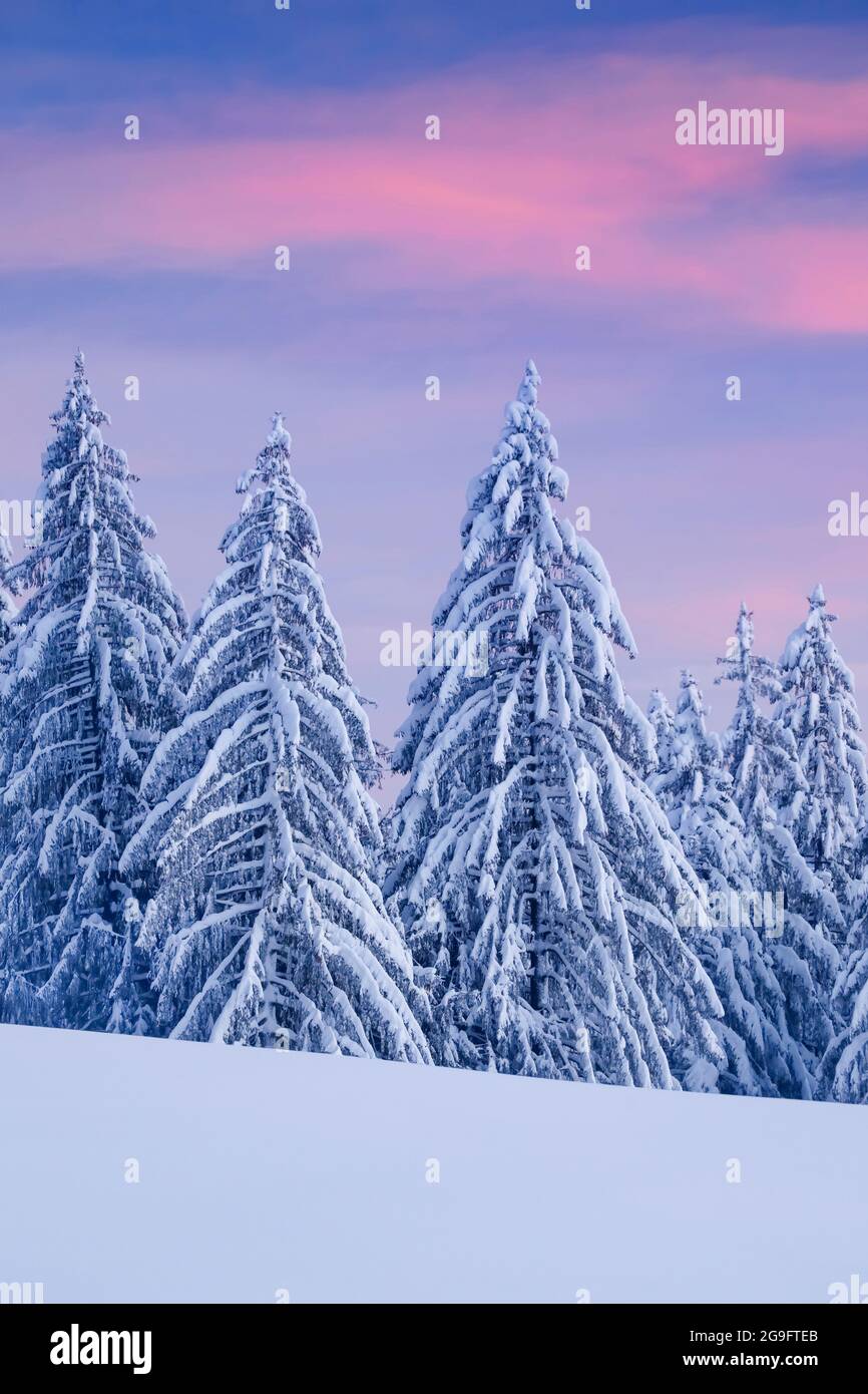 Schneebedeckter Fichtenwald am Ratenpass, Zug, Schweiz Stockfoto