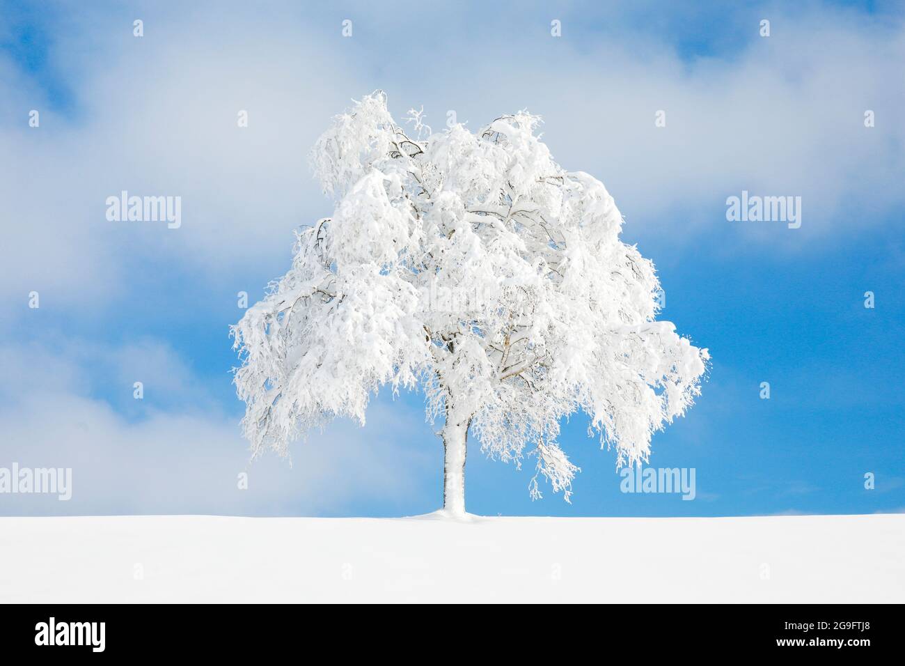 Birken im Schnee, Oberaegeri, Zug, Schweiz Stockfoto