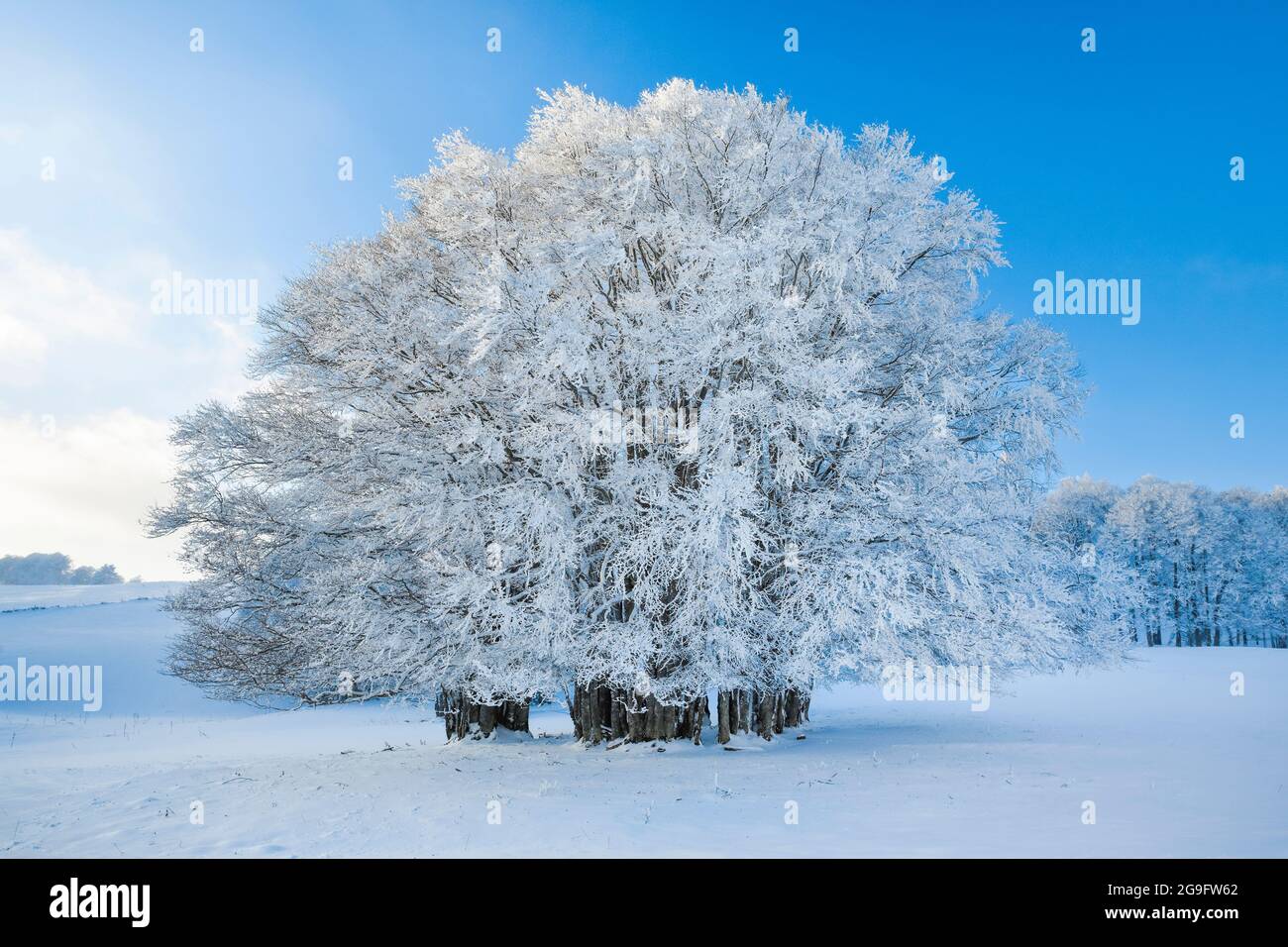 Riesige verschneite Buchen im Neuchatel Jura, Schweiz Stockfoto