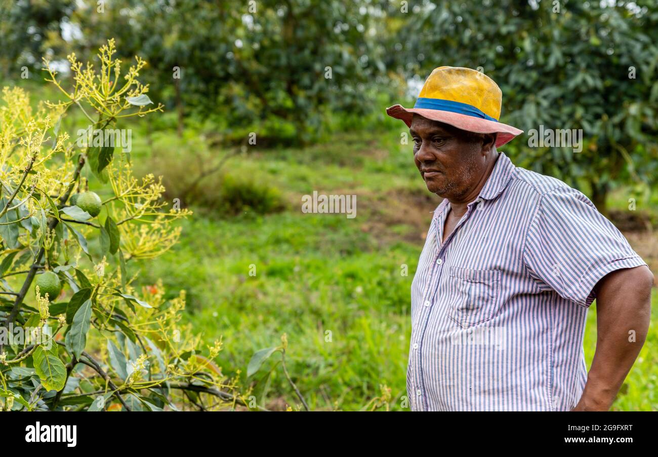 Afro-Nachkomme Farmer, der einen blühenden Avocado-Baum betrachtet Stockfoto