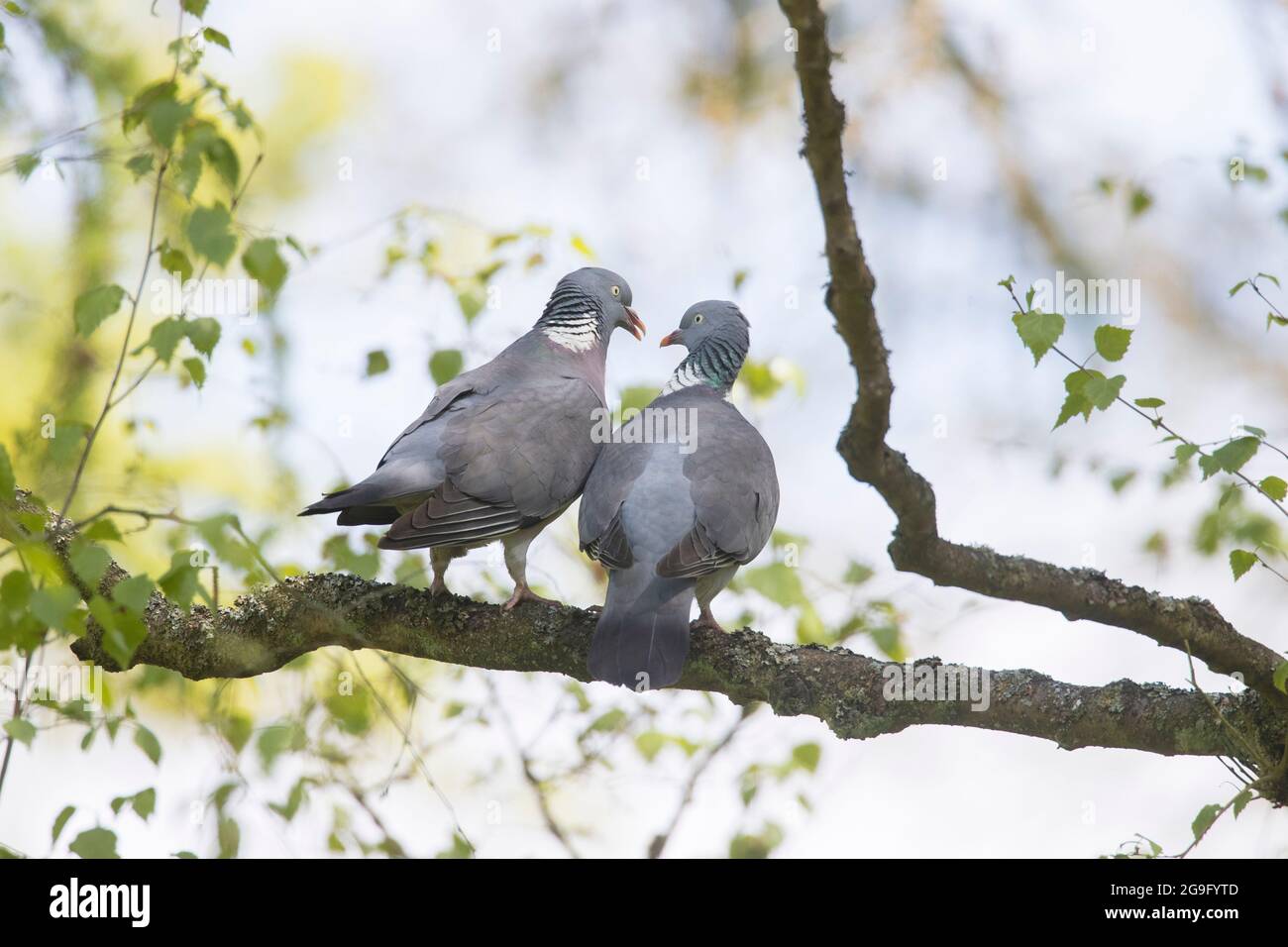 Holztaube (Columba palumbus). Pärchen, die in einem Baum umwerben. Deutschlandcourtship Stockfoto