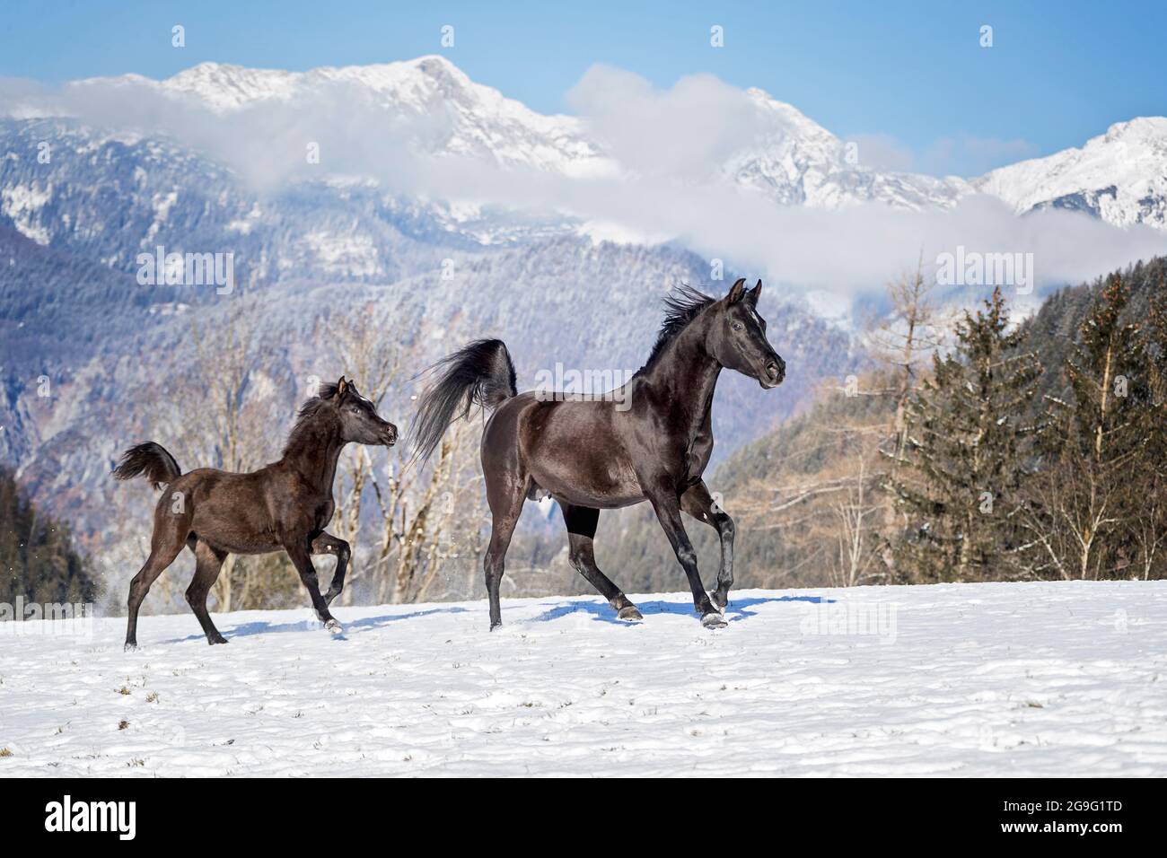 Arabisches Pferd. Die schwarze Stute und ihr Fohlen galoppieren auf einer verschneiten Weide. Österreich Stockfoto