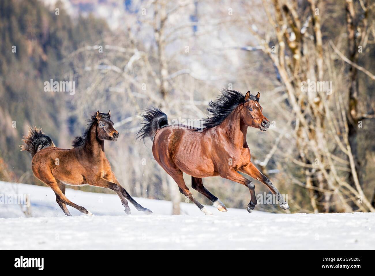 Arabisches Pferd. Bay Stute und ihr Fohlen galoppieren auf einer verschneiten Weide. Österreich Stockfoto