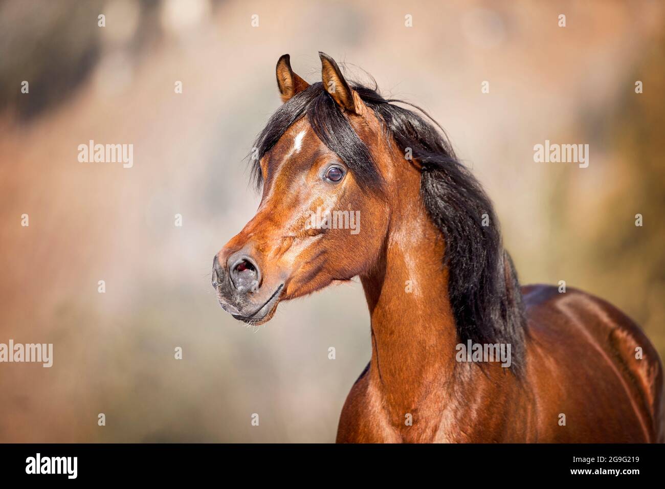 Arabisches Pferd. Porträt der Lorbeerstute. Österreich Stockfoto