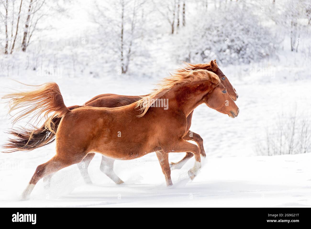Arabisches Pferd und Quarter Horse. Zwei Kastanienpferde galoppieren auf einer verschneiten Weide. Österreich Stockfoto