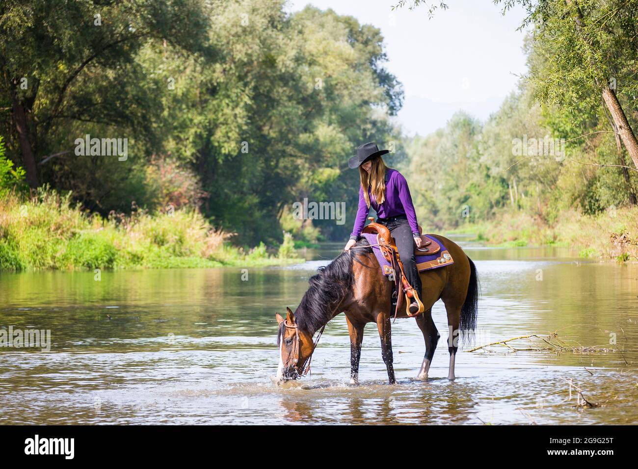 Arabisches Pferd. Eine westliche Reiterin lässt ihre Lorbeerstute aus einem Fluss trinken. Österreich Stockfoto