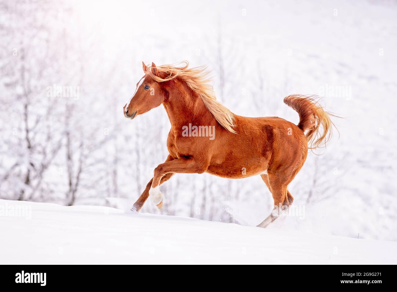 Arabisches Pferd. Kastanienwallach galoppiert auf einer verschneiten Weide. Österreich Stockfoto
