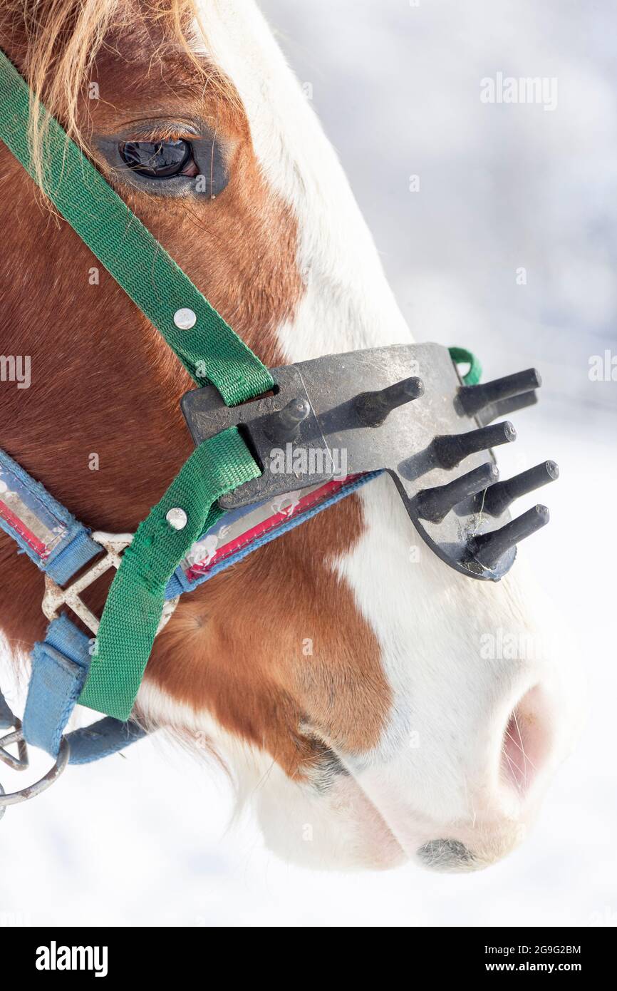 Quarter Horse. Junge Stute mit Anti-Saug-Halter. Österreich Stockfoto