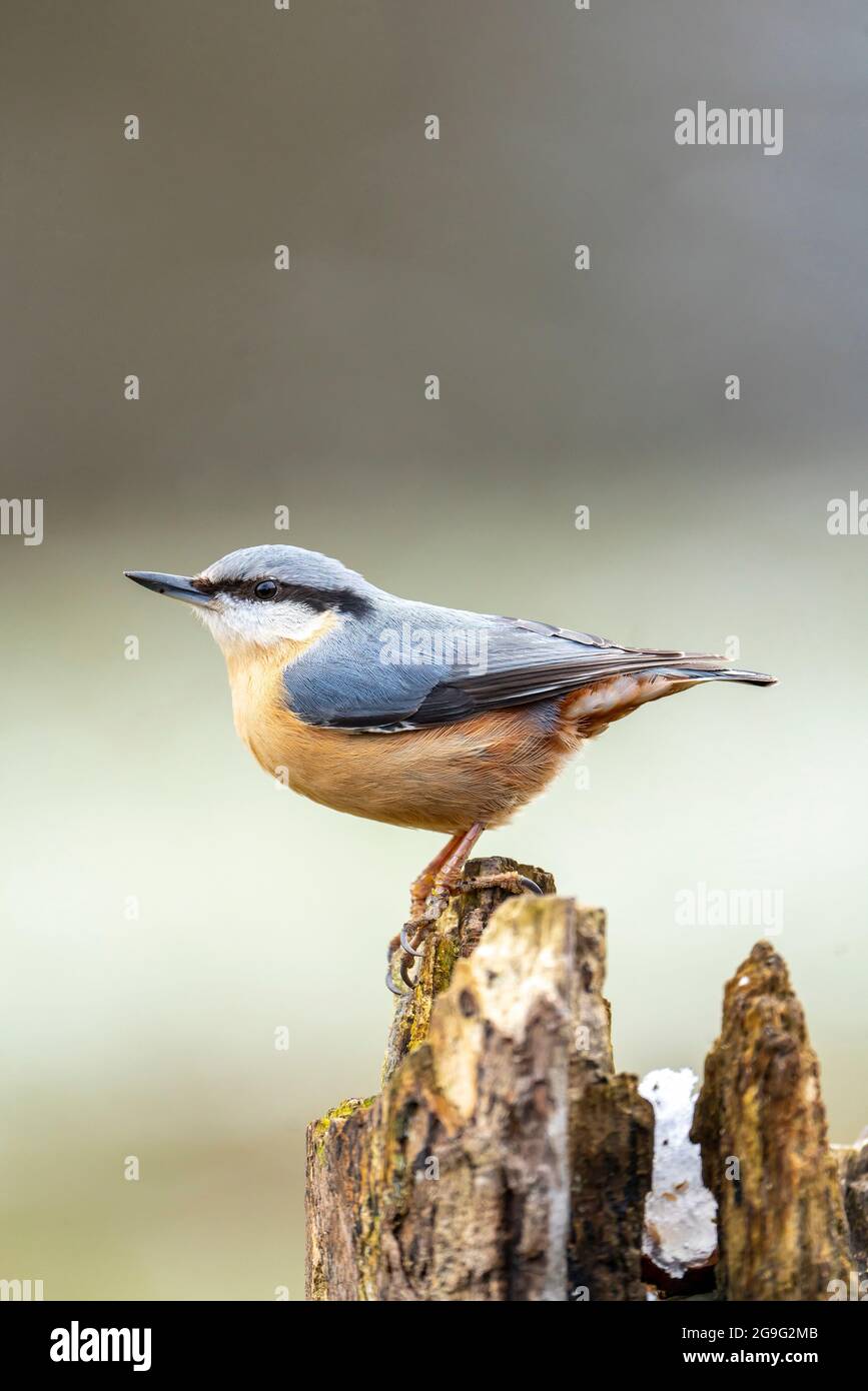 Holzmuttern (Sitta europaea). Erwachsener steht auf einem Baumstumpf. Deutschland Stockfoto