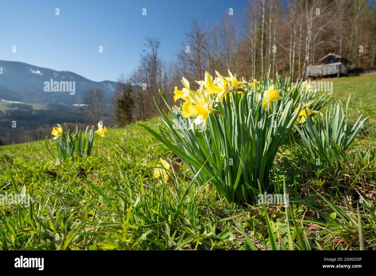 Daffodil (Narcissus pseudonarcissus). Wilde Narzissen blühen auf einer Wiese. Bayern, Deutschland Stockfoto