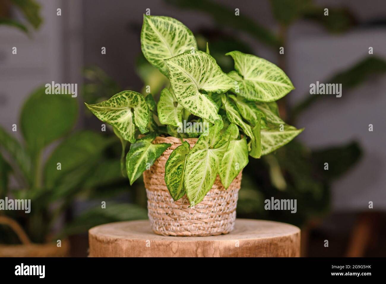 Exotische Zimmerpflanze „Syngonium Podophyllum Arrow“ in Korbtopf im Innenbereich auf einem hölzernen Couchtisch Stockfoto