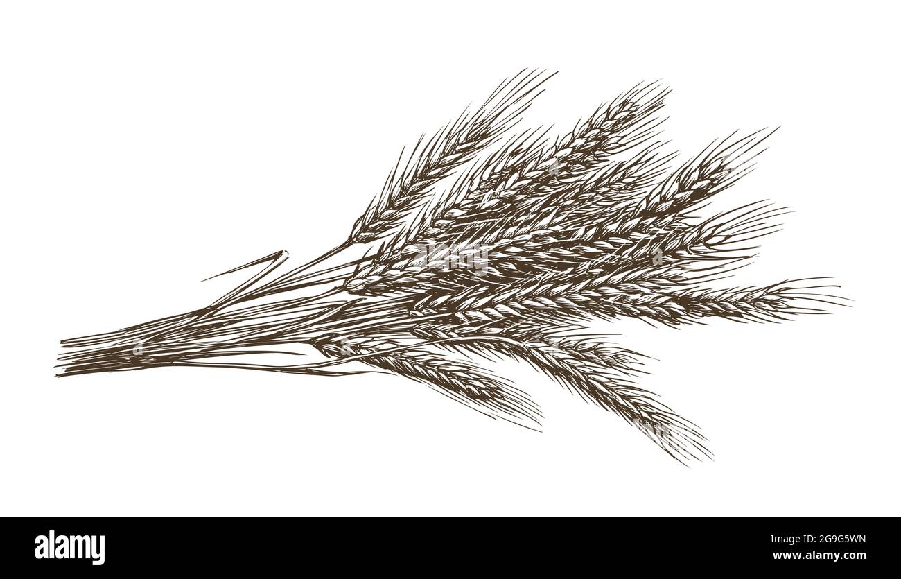 Weizenbrot Ohren Getreideernte Skizze handgezeichnete Vektorgrafik. Lebensmittelzutaten Gravur Jahrgang Stock Vektor