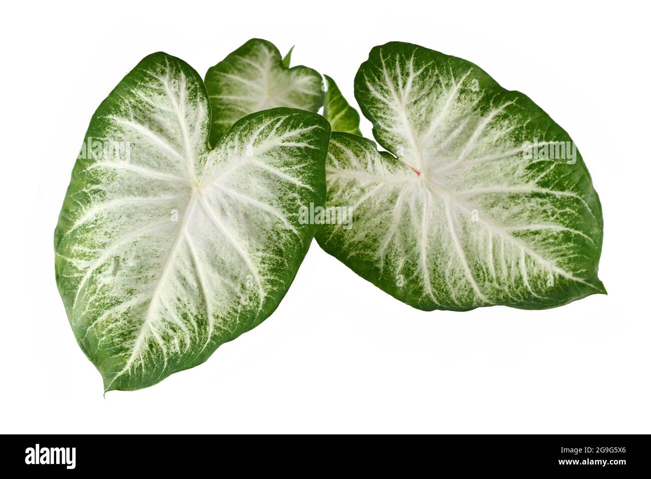 Draufsicht auf die exotische 'Caladium Aaron'-Zimmerpflanze mit großen weißen und grünen Blättern, isoliert auf weißem Hintergrund Stockfoto