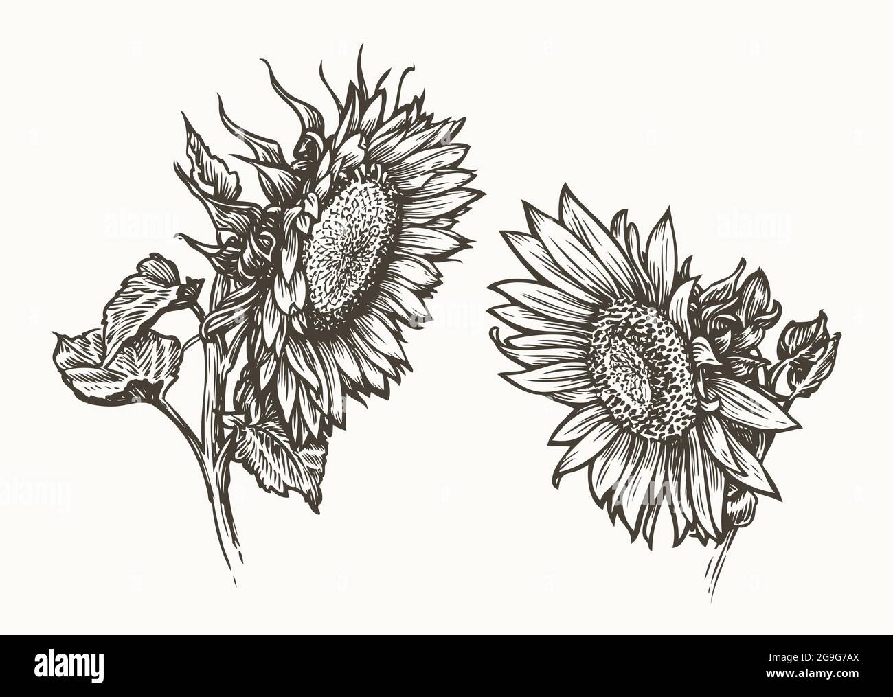 Sonnenblumenkerne und Blumenset. Skizze für Lebensmittelzutaten Vintage-Illustration Stock Vektor