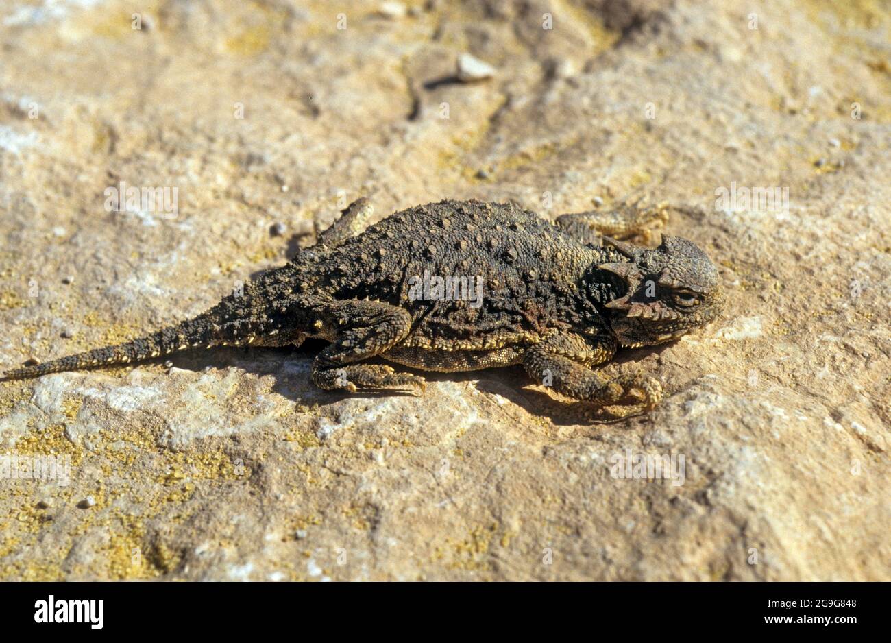 Der zentrale bärtige Drache (Pogona vitticeps), auch bekannt als bärtiger Drache im Landesinneren, ist eine Art von Agamideidechse, die in einer Vielzahl von Arten von Arden bis gefunden wird Stockfoto