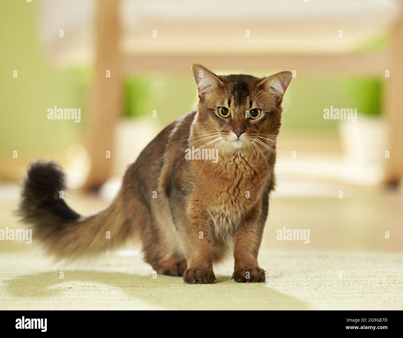 Somalische Katze. Erwachsener steht in einer Wohnung. Deutschland Stockfoto