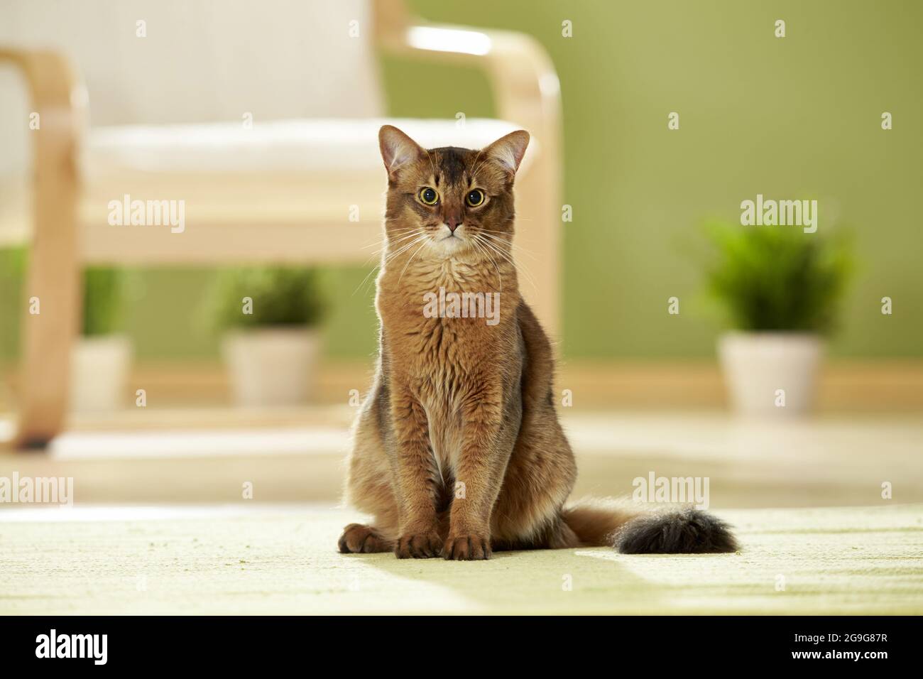 Somalische Katze. Erwachsene sitzen in einem Appartement. Deutschland Stockfoto