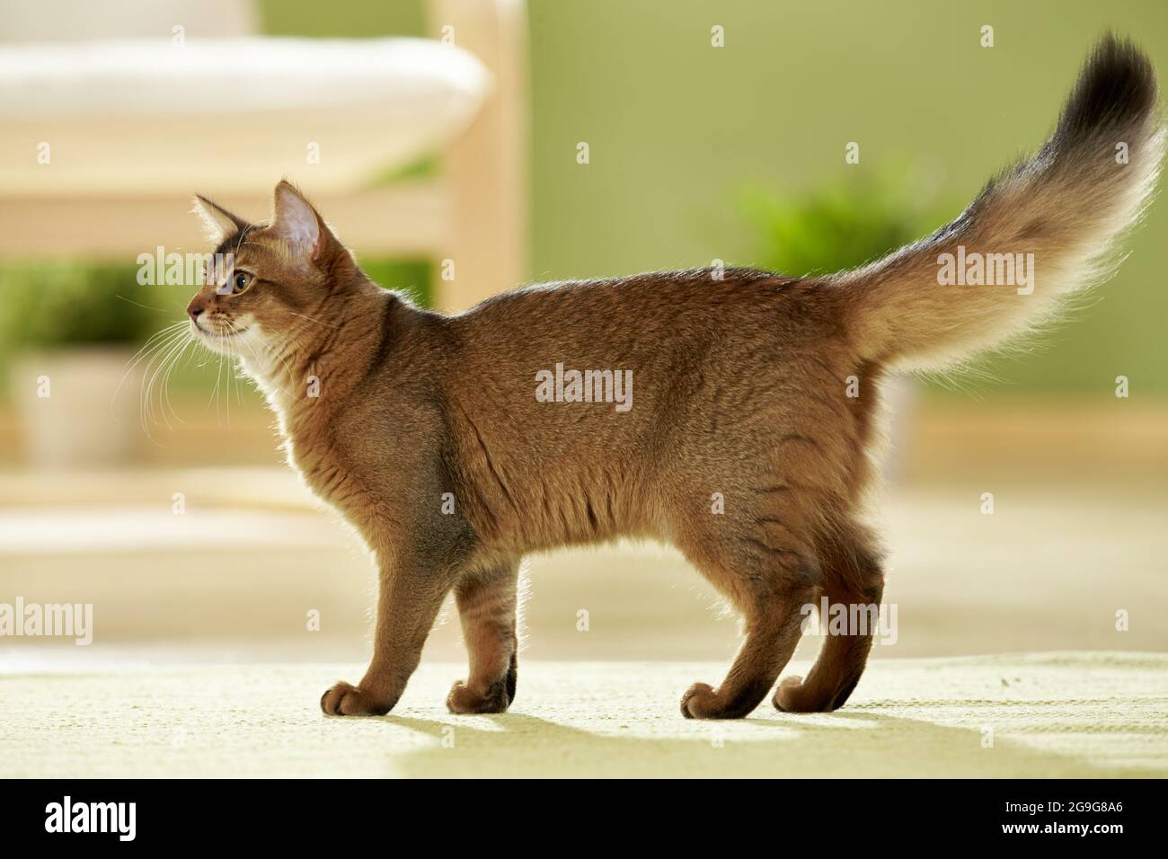 Somalische Katze. Jugendliche stehen in einer Wohnung. Deutschland Stockfoto