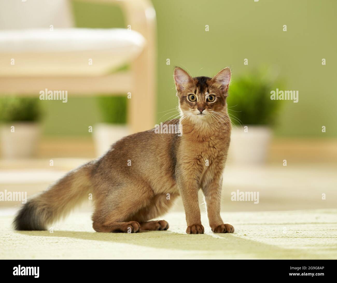 Somalische Katze. Jugendliche in einer Wohnung. Deutschland Stockfoto