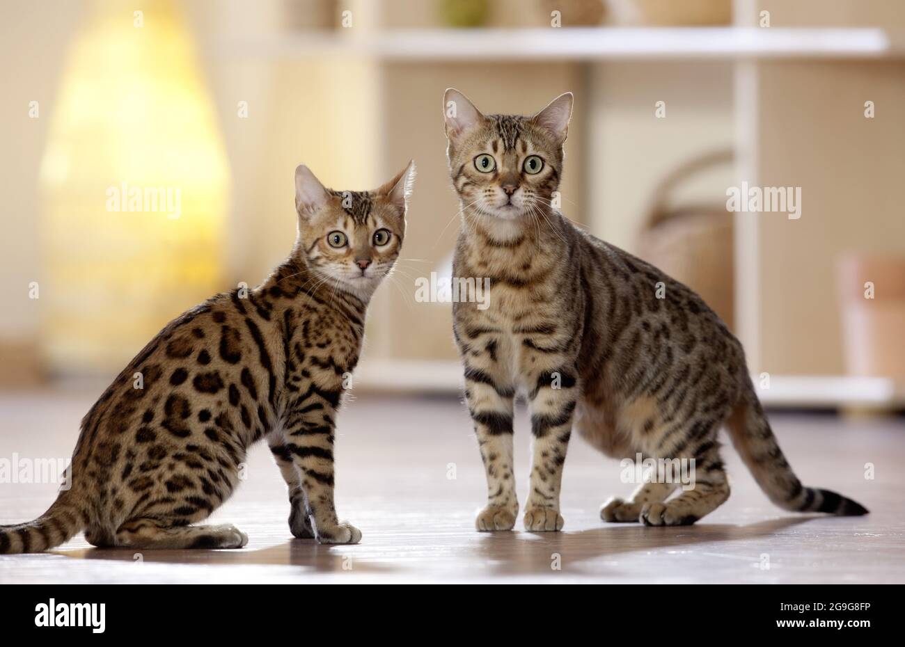 Bengalkatze. Zwei Erwachsene Katzen in einem Appartement. Deutschland Stockfoto