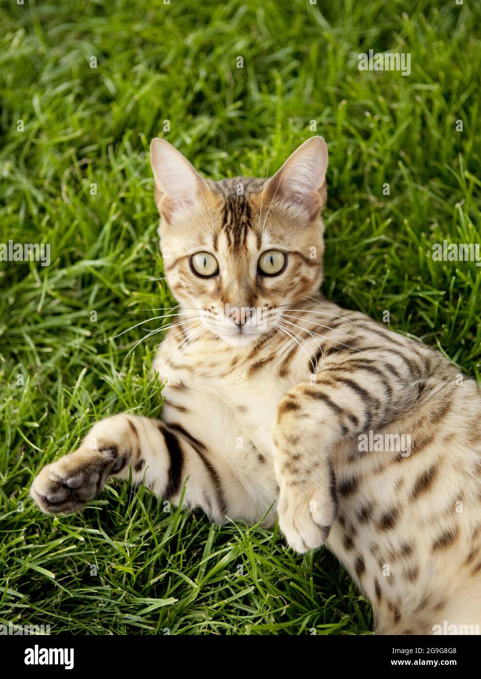 Bengalkatze. Erwachsene Katze liegt im Gras. Deutschland Stockfoto