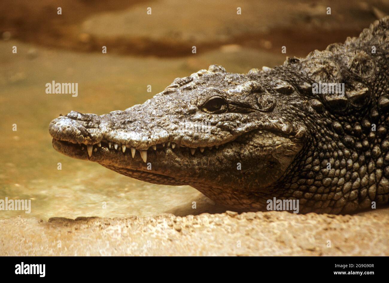 Spectacled Kaimane (Caiman crocodilus). In Wasser getaucht. Dieses Reptil bewohnt, Feuchtgebiete in Zentral- und Südamerika. Es wird ausschließlich Fleisch fressende, Stockfoto
