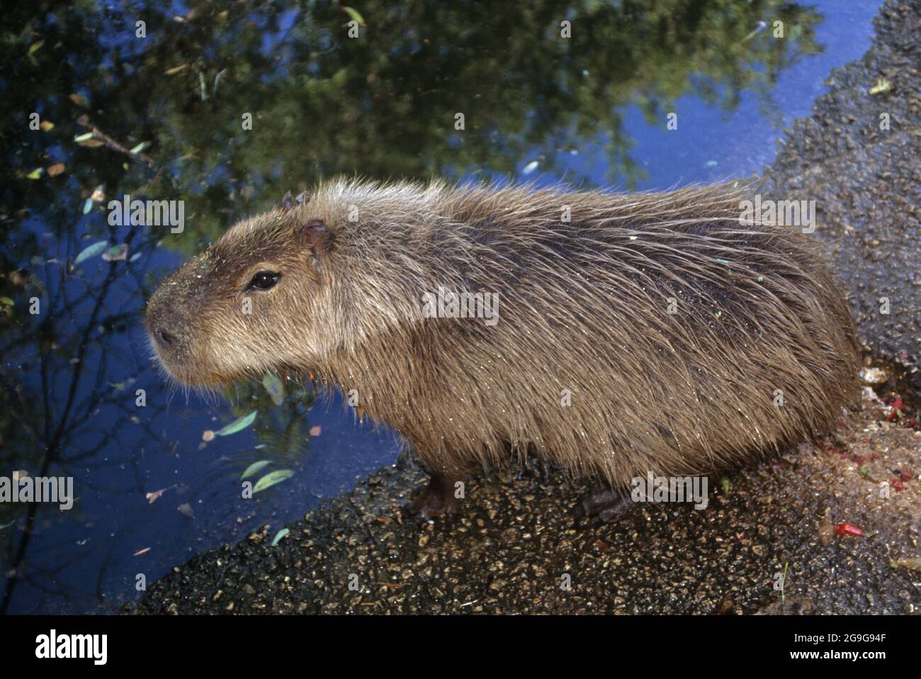 Capybara (Hydrochoerus hydrochaeris) die Capybara stammt aus Südamerika und ist das größte Nagetier der Welt. Stockfoto