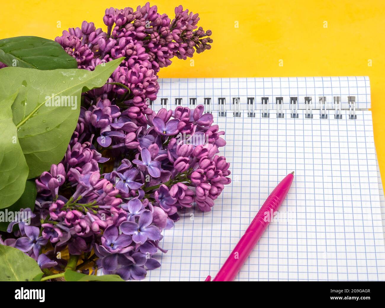 Notebook-Flieder auf gelbem Hintergrund. Spiralnotizbuch und Stift. Notizblock mit Stift und Blumen. Stockfoto