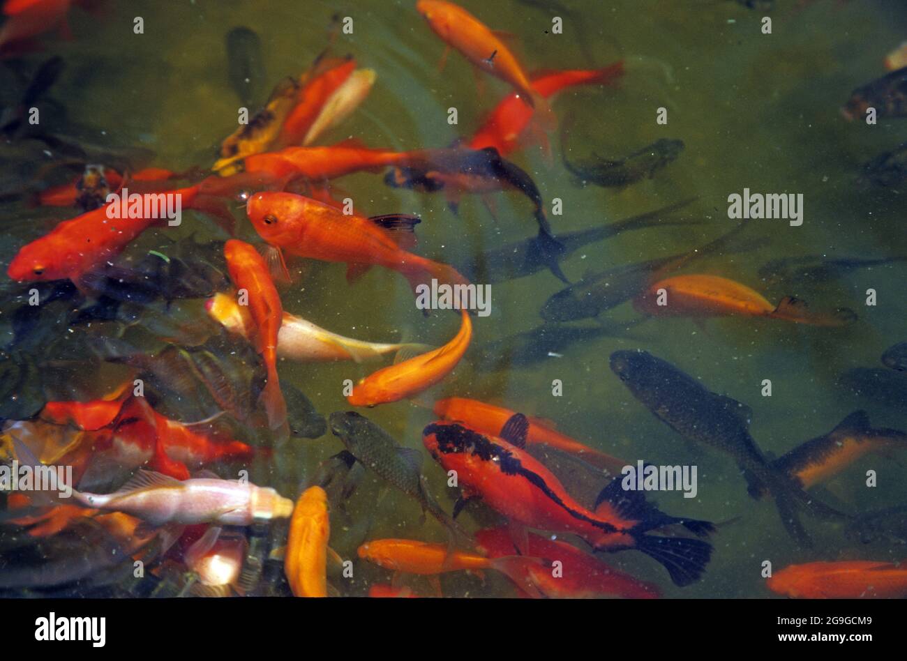 Japan schwimmen Fotos und Bildmaterial in hoher Auflösung Alamy