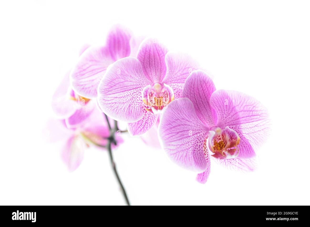 Rosa Orchidee, Mottenorchidee, pfalaenopsis auf weißem Hintergrund Stockfoto