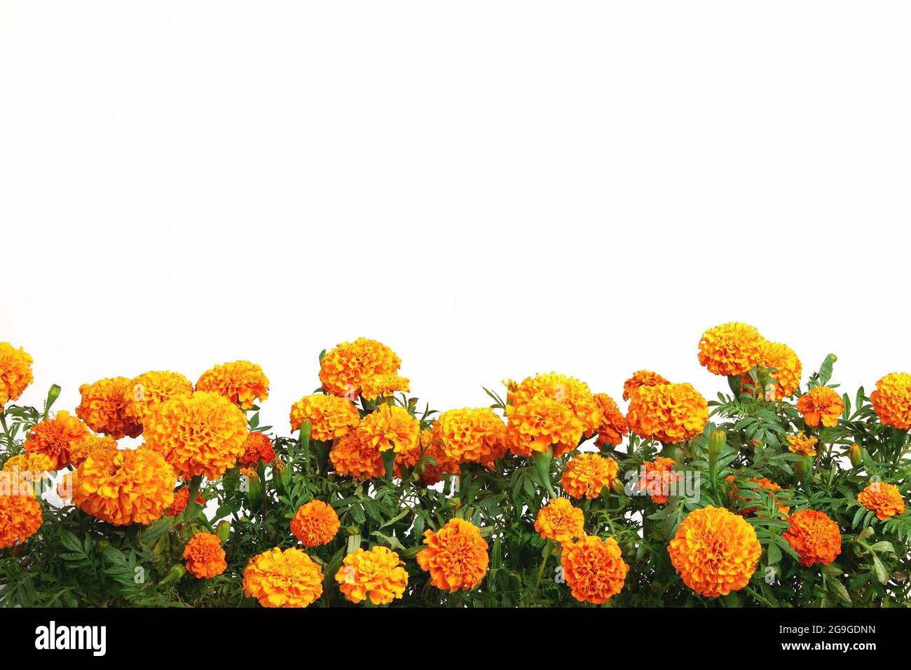 Orangefarbene Ringelblumen Rand isoliert auf weißem Hintergrund Stockfoto