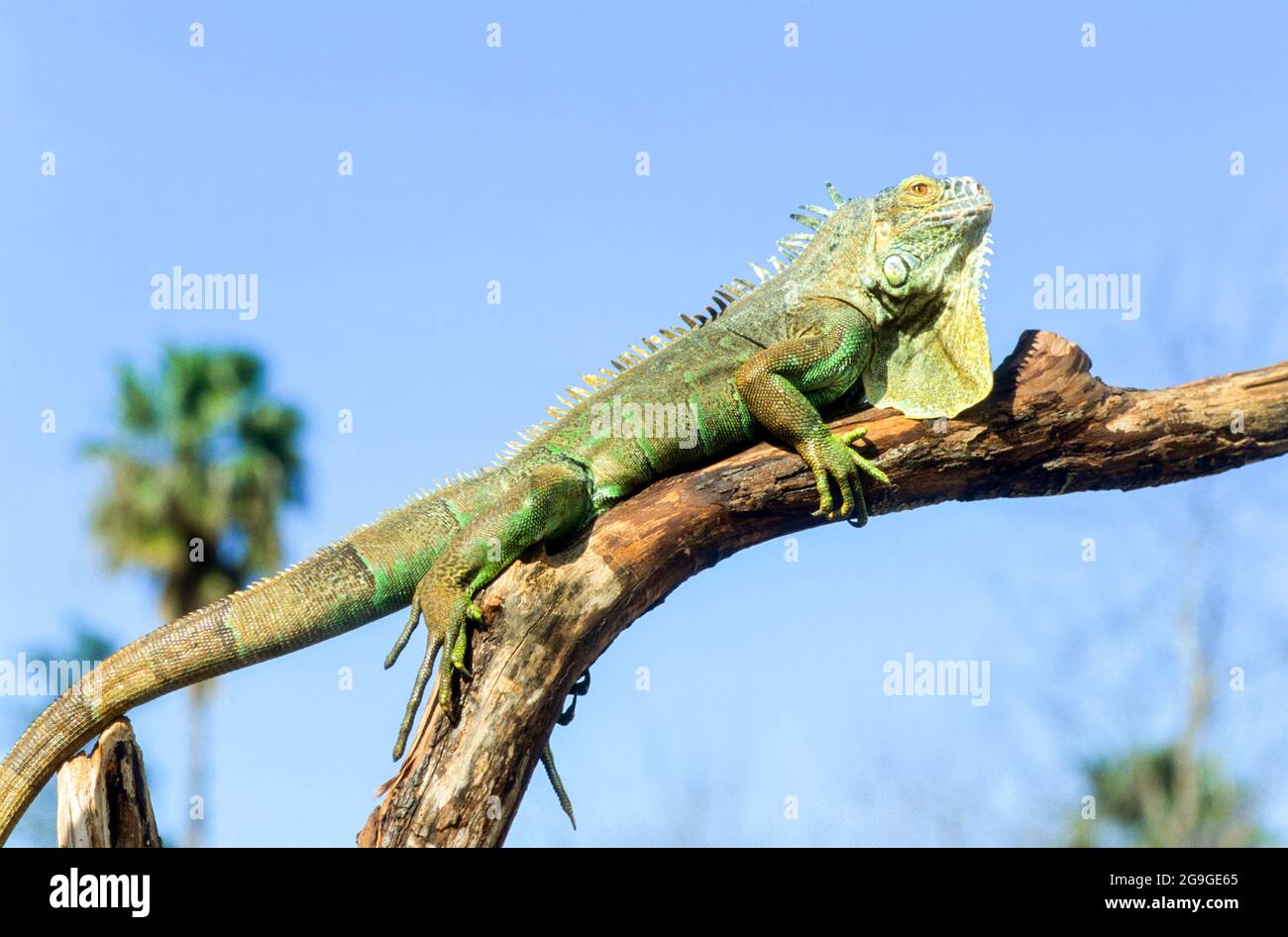 Nahaufnahme von einem grünen Leguan (Iguana iguana) mit Stacheln und wamme fotografiert in Costa Rica Stockfoto